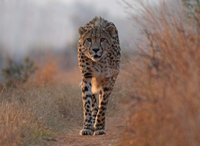 Babanango Madwaleni River Lodge Cheetah